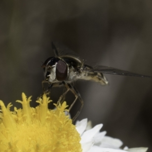 Simosyrphus grandicornis at Blue Devil Grassland, Umbagong Park (BDG) - 1 Nov 2023