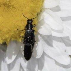 Dasytinae (subfamily) (Soft-winged flower beetle) at Blue Devil Grassland, Umbagong Park (BDG) - 1 Nov 2023 by kasiaaus