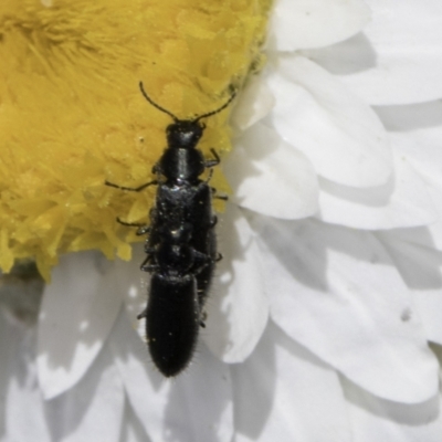 Dasytinae (subfamily) (Soft-winged flower beetle) at Blue Devil Grassland, Umbagong Park (BDG) - 1 Nov 2023 by kasiaaus