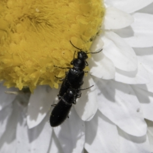 Dasytinae (subfamily) at Latham, ACT - 1 Nov 2023