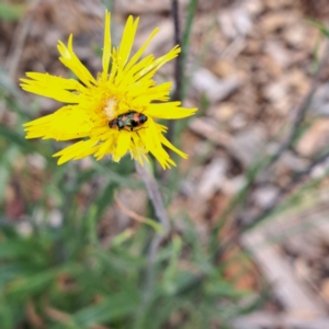 Dicranolaius concinicornis at Molonglo Valley, ACT - 3 Nov 2023