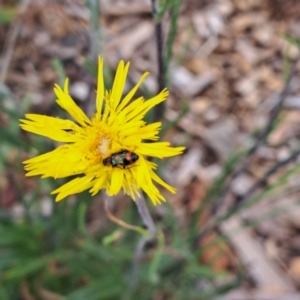 Dicranolaius concinicornis at Molonglo Valley, ACT - 3 Nov 2023