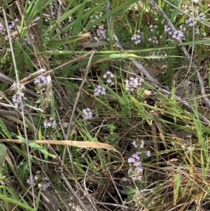 Mentha diemenica at Kuringa Woodland (CPP) - 21 Oct 2023 11:01 AM