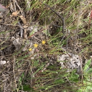 Mentha diemenica at Kuringa Woodland (CPP) - 21 Oct 2023