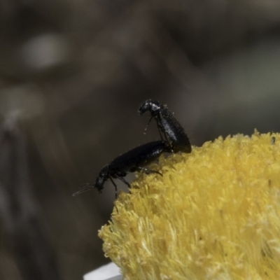 Dasytinae (subfamily) (Soft-winged flower beetle) at Blue Devil Grassland, Umbagong Park (BDG) - 1 Nov 2023 by kasiaaus