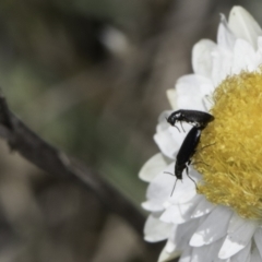 Dasytinae (subfamily) at Latham, ACT - 1 Nov 2023