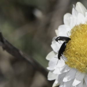 Dasytinae (subfamily) at Latham, ACT - 1 Nov 2023