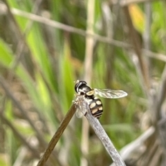 Simosyrphus grandicornis (Common hover fly) at Kuringa Woodland (CPP) - 20 Oct 2023 by mcstone