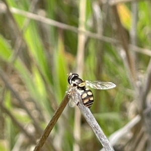 Simosyrphus grandicornis at Kuringa Woodland (CPP) - 21 Oct 2023