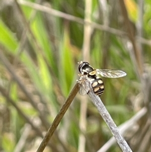 Simosyrphus grandicornis at Kuringa Woodland (CPP) - 21 Oct 2023