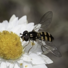 Melangyna viridiceps (Hover fly) at Umbagong District Park - 1 Nov 2023 by kasiaaus