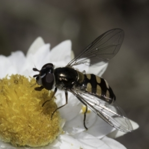 Melangyna viridiceps at Blue Devil Grassland, Umbagong Park (BDG) - 1 Nov 2023