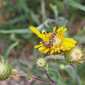 Helicoverpa (genus) at Sth Tablelands Ecosystem Park - 3 Nov 2023