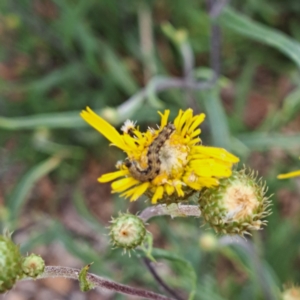 Helicoverpa (genus) at Sth Tablelands Ecosystem Park - 3 Nov 2023