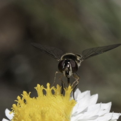 Simosyrphus grandicornis (Common hover fly) at Blue Devil Grassland, Umbagong Park (BDG) - 1 Nov 2023 by kasiaaus