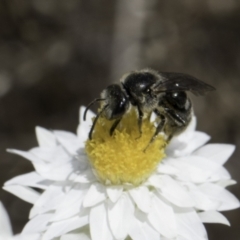 Lasioglossum (Chilalictus) lanarium (Halictid bee) at Blue Devil Grassland, Umbagong Park (BDG) - 1 Nov 2023 by kasiaaus