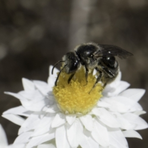 Lasioglossum (Chilalictus) lanarium at Latham, ACT - 1 Nov 2023 12:18 PM