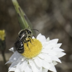 Lasioglossum (Chilalictus) lanarium at Latham, ACT - 1 Nov 2023