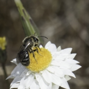 Lasioglossum (Chilalictus) lanarium at Latham, ACT - 1 Nov 2023 12:18 PM