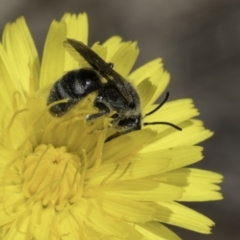 Lasioglossum (Chilalictus) lanarium (Halictid bee) at Blue Devil Grassland, Umbagong Park (BDG) - 1 Nov 2023 by kasiaaus