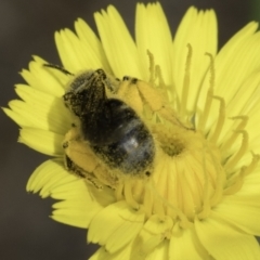 Lasioglossum (Chilalictus) sp. (genus & subgenus) (Halictid bee) at Blue Devil Grassland, Umbagong Park (BDG) - 1 Nov 2023 by kasiaaus