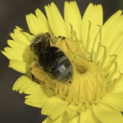 Lasioglossum (Chilalictus) sp. (genus & subgenus) (Halictid bee) at Blue Devil Grassland, Umbagong Park (BDG) - 1 Nov 2023 by kasiaaus