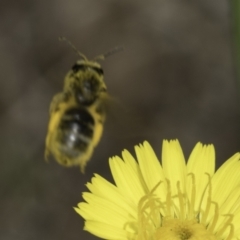 Lasioglossum (Chilalictus) sp. (genus & subgenus) at Latham, ACT - 1 Nov 2023 12:23 PM