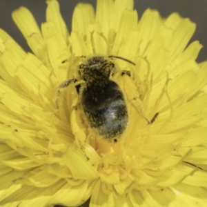 Lasioglossum (Chilalictus) sp. (genus & subgenus) at Latham, ACT - 1 Nov 2023 12:23 PM