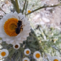 Lasioglossum (Chilalictus) lanarium at Molonglo Valley, ACT - 3 Nov 2023