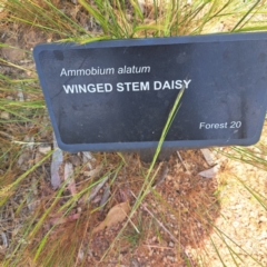 Lasioglossum (Chilalictus) lanarium at Molonglo Valley, ACT - 3 Nov 2023