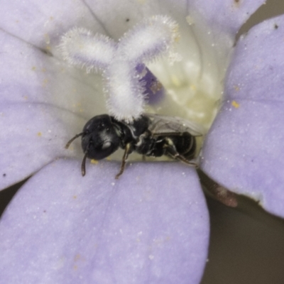 Hylaeus (Prosopisteron) sp. (genus & subgenus) (Masked Bee) at Blue Devil Grassland, Umbagong Park (BDG) - 1 Nov 2023 by kasiaaus