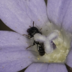 Hylaeus (Prosopisteron) sp. (genus & subgenus) at Latham, ACT - 1 Nov 2023