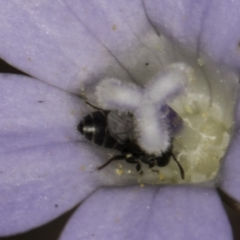 Hylaeus (Prosopisteron) sp. (genus & subgenus) at Latham, ACT - 1 Nov 2023