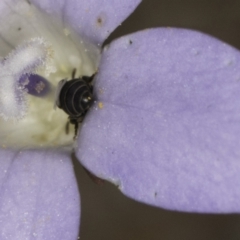 Hylaeus (Prosopisteron) sp. (genus & subgenus) at Latham, ACT - 1 Nov 2023