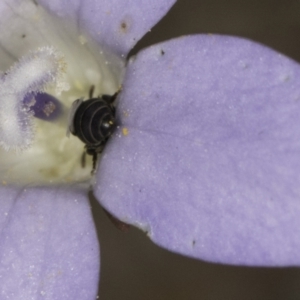 Hylaeus (Prosopisteron) sp. (genus & subgenus) at Latham, ACT - 1 Nov 2023