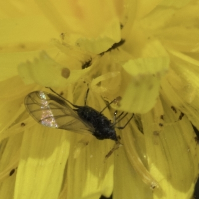 Aphididae (family) (Unidentified aphid) at Blue Devil Grassland, Umbagong Park (BDG) - 1 Nov 2023 by kasiaaus