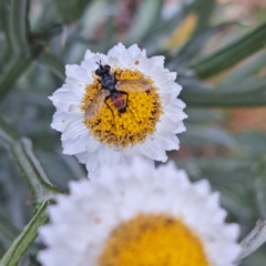 Cylindromyia sp. (genus) at Sth Tablelands Ecosystem Park - 3 Nov 2023 02:26 PM