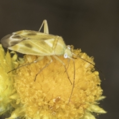 Miridae (family) (Unidentified plant bug) at Latham, ACT - 1 Nov 2023 by kasiaaus