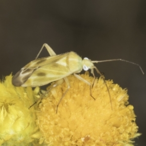 Miridae (family) at Blue Devil Grassland, Umbagong Park (BDG) - 1 Nov 2023