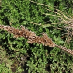 Carex appressa (Tall Sedge) at Top Hut TSR - 30 Sep 2023 by AndyRoo