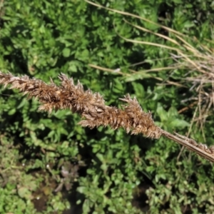 Carex appressa at Dry Plain, NSW - 30 Sep 2023