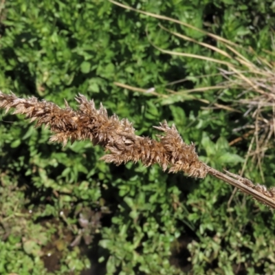 Carex appressa (Tall Sedge) at Dry Plain, NSW - 30 Sep 2023 by AndyRoo