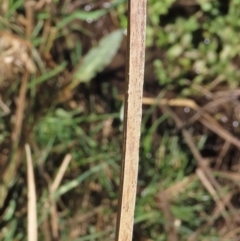 Carex appressa at Dry Plain, NSW - 30 Sep 2023