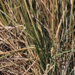 Carex appressa at Dry Plain, NSW - 30 Sep 2023 01:19 PM