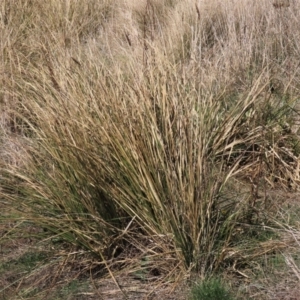 Carex appressa at Dry Plain, NSW - 30 Sep 2023 01:19 PM