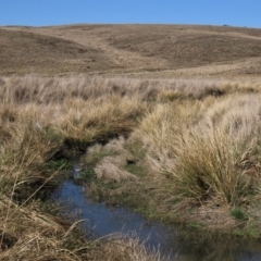 Carex appressa at Dry Plain, NSW - 30 Sep 2023