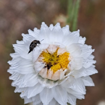 Mordella sp. (genus) (Pintail or tumbling flower beetle) at Molonglo Valley, ACT - 3 Nov 2023 by abread111