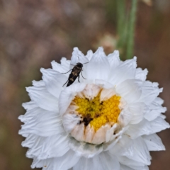 Mordella sp. (genus) at Molonglo Valley, ACT - 3 Nov 2023