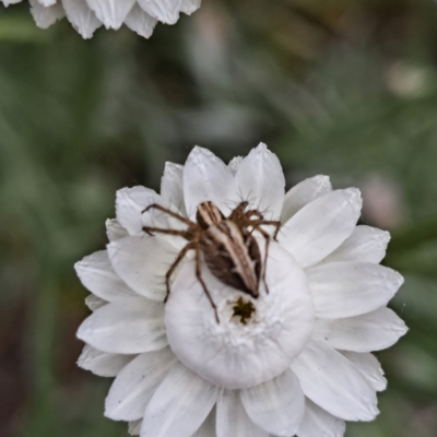 Oxyopes (genus) (Lynx spider) at Molonglo Valley, ACT - 3 Nov 2023 by abread111