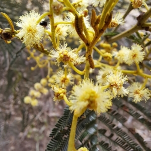 Mordella sp. (genus) at Molonglo Valley, ACT - 3 Nov 2023